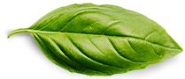 Contact Us Basil Leaf 4